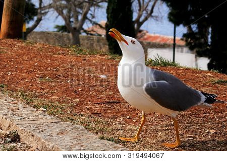 Seagull Close Shot And Resting On Dock. Seagull Standing On The Grass And Rest With A Beautiful Natu