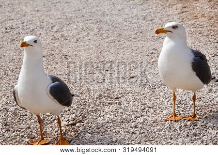 Couple Of Seagulls. Seagull Couple. White Birds Seagulls Standing On The Grass And Rest With A Beaut