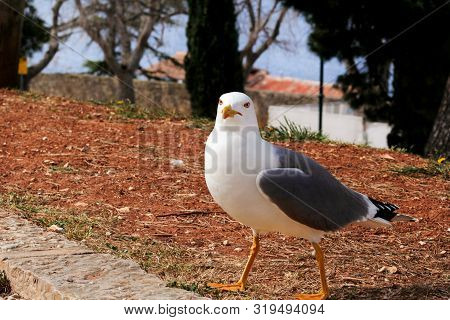 Seagull Close Shot And Resting On Dock. Seagull Standing On The Grass And Rest With A Beautiful Natu