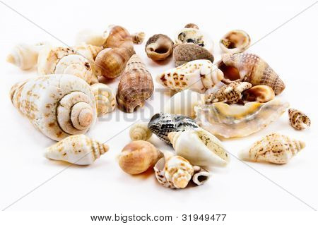 Shells