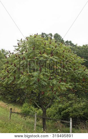A Tree Of The North Amercian Staghorn Sumac Grows In A Field In Pulaski,virginia