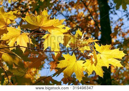 Autumn Yellow Maple Leaves On Branches. Landscape In Autumn Season. Maple Leaves Outside Nature Back