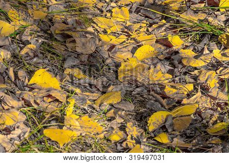 Autumn Orange Yellow Poplar Leaves. Golden Autumn.