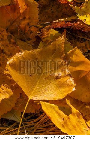 Autumn Orange Yellow Poplar Leaves. Golden Autumn. Vertical Close-up Photo.
