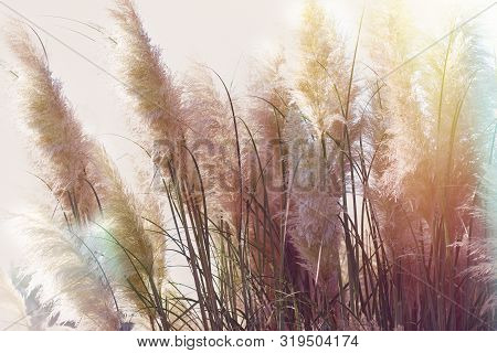 Dry Seds Of Reed - Cane, Dry Reed, Dry Cane In Meadow -beautiful Nature In Autumn