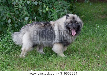Deutscher Wolfspitz Is Standing On A Green Meadow. Keeshond Or German Spitz. Pet Animals.