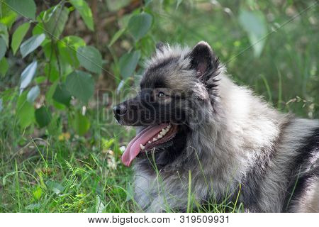 Deutscher Wolfspitz Is Lying On A Green Grass. Keeshond Or German Spitz. Pet Animals.