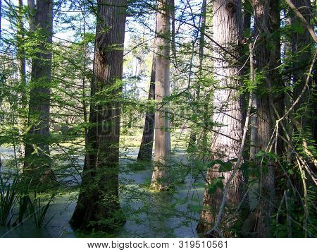 A Swamp From  A Unesco Protected Region 