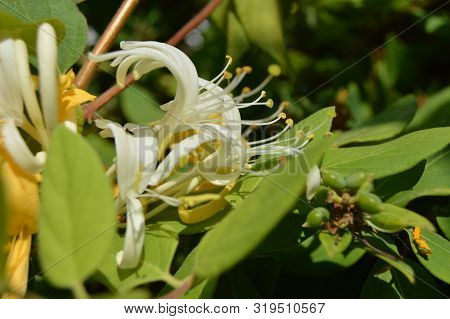 A Climbing White And Yellow Flower, Algeria, Africa