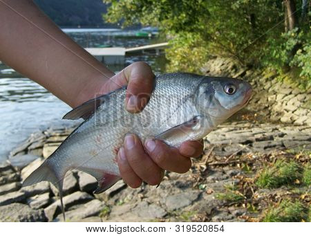 Hand Of Fisherman Tightly Clutching Zanthe Fish On River Bank
