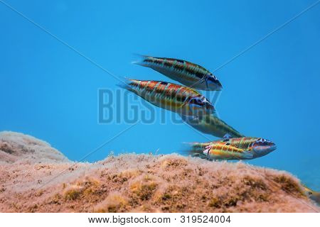Ornate Wrasse (thalassoma Pavo) Colorful Fish Underwater