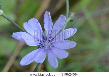 A Wide Opened Light Blue Garden Flower