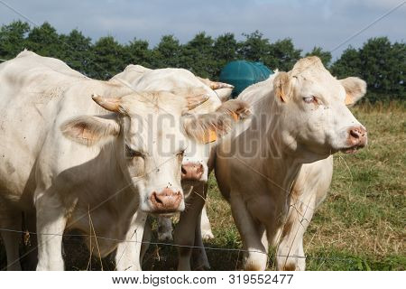 Charolaise Cows In A Field In Brittany During Summer