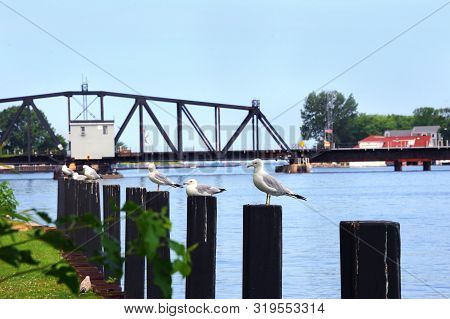 Gull Perch By St. Joseph's Swing Bridge