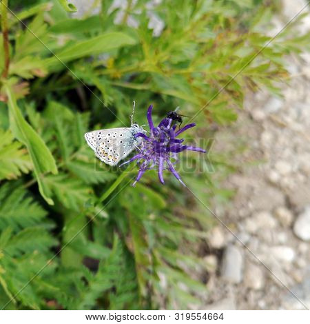 Beautiful White Butterfly On A Violet Flower
