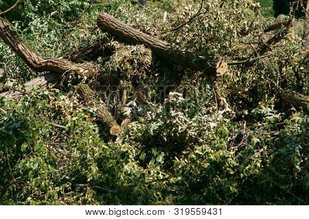 A Pile Of Sawed Branches, Twigs And Trees After A Storm.