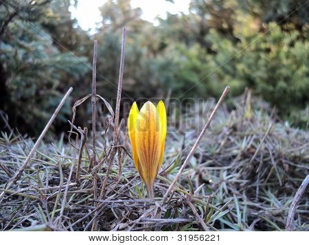 Erwachen einer Blume Pflanze im FrÃ¼hjahr