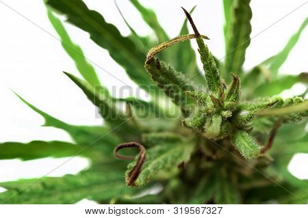 Cannabis Inflorescence - Hemp On A White Background. Macro. Psychotropic Substances And Medicine. Hy