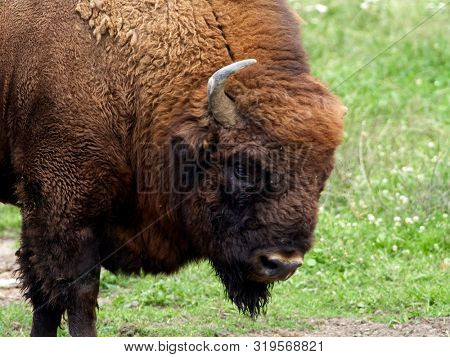 small herd of European bison (Bison bonasus), also known as Wisent or the European wood bison grazing