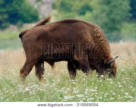 small herd of European bison (Bison bonasus), also known as Wisent or the European wood bison grazing