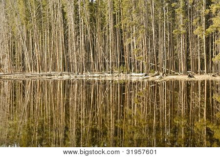 Riflessioni di foresta