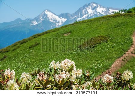 White Rhododendron Blossoms And High Mountains With Snowy Peaks. Rhododendron Caucasicum