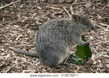 This Is A Side View Of A Quokka Eating A Leaf