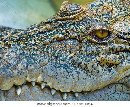 eye of crocodile