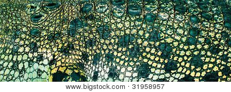 Crocodile skin