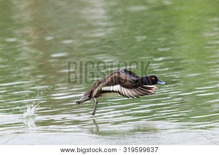 One Tufted Ducks (aythya Fuligula) During Take-off, Spread Wings