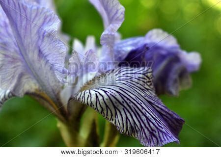 Flowers Iris Natural Color, Against The Background Of Green Grass, Close Up.