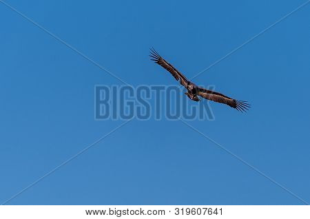 A White-headed Vulture -trigonoceps Occipitalis- Circling Over Etosha National Park, Namibia.