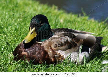 Kaczka krzyżówka (Anas Platyrhynchos)