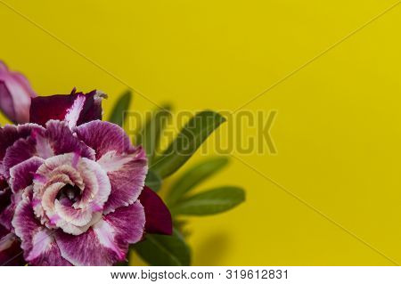 Colorful Flower Rose Or Adenium On Yellow Background With Copy Space. Summer Concept Invitation. Clo