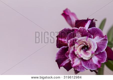Fine Flower Rose Or Adenium On Pink Background With Copy Space. Template For Greeting Card. Close Up