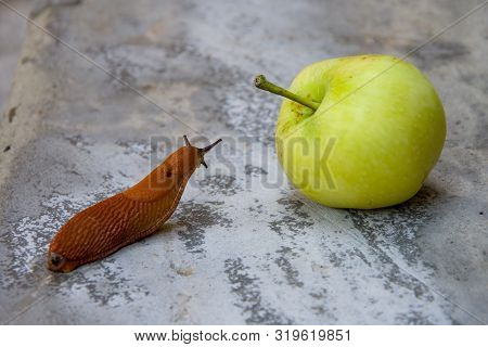 Roadside Red Slug Crawling To The Fallen Apple, A Pest Of Orchards