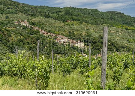 Hills Near Collodi, Lucca, Tuscany, Italy, At Early Summer. Vineyards