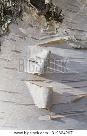 Pieces Of Bark, Peeling From A Birch Tree