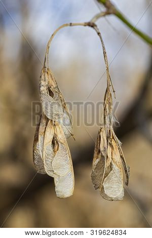Dry Seed Of A Maple Tree, Hanging On A Branch