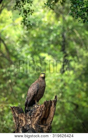 Portrait Of Crested Serpent Eagle Perched In Tree In Wilpattu National Park In Sri Lanka, Close Up P