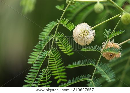 Close Up Of Leucaena Leucocepphala On Background Blurred