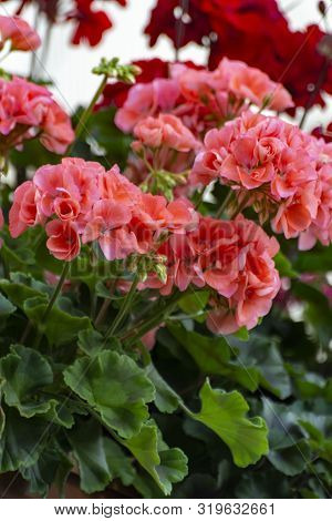 Colorful Flowering Geranium Plants, Street And House Decoraion