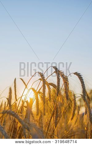 Spelled (triticum Spelta). Grain. Cereal, Species Of The Genus Corn (triticum). Beautiful Sunset Wit