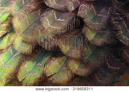 Detail On Green Peafowl / Peacock (pavo Muticus) Upper Tail Covert Feathers