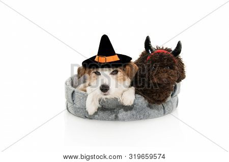 Dog Halloween Or Carnival Costume. Jack Russell With Wizard Or Witch Hat And Poodle With Devil Horns