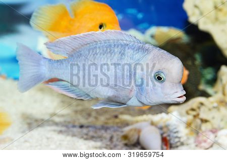 Beautiful Blue Fish Swim In The Aquarium