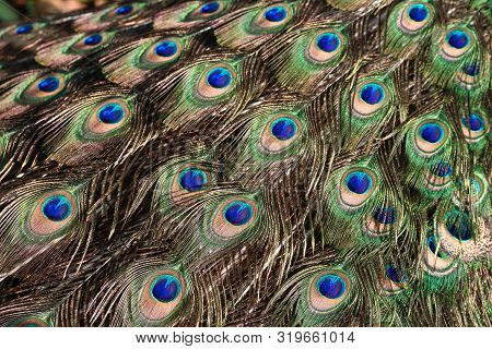 Detail On Green Peafowl / Peacock (pavo Muticus) Train (tail) Feathers Background