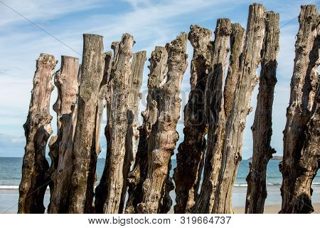 Big Breakwater, 3000 Trunks To Defend The City From The Tides, Plage De L Eventail Beach In Saint-ma
