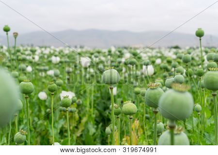 Opium Poppy.papaver Somniferum L,  Papaveraceae,jatropha Multifida L,euphorbiaceae
