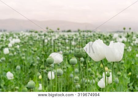 Opium Poppy.papaver Somniferum L,  Papaveraceae,jatropha Multifida L,euphorbiaceae